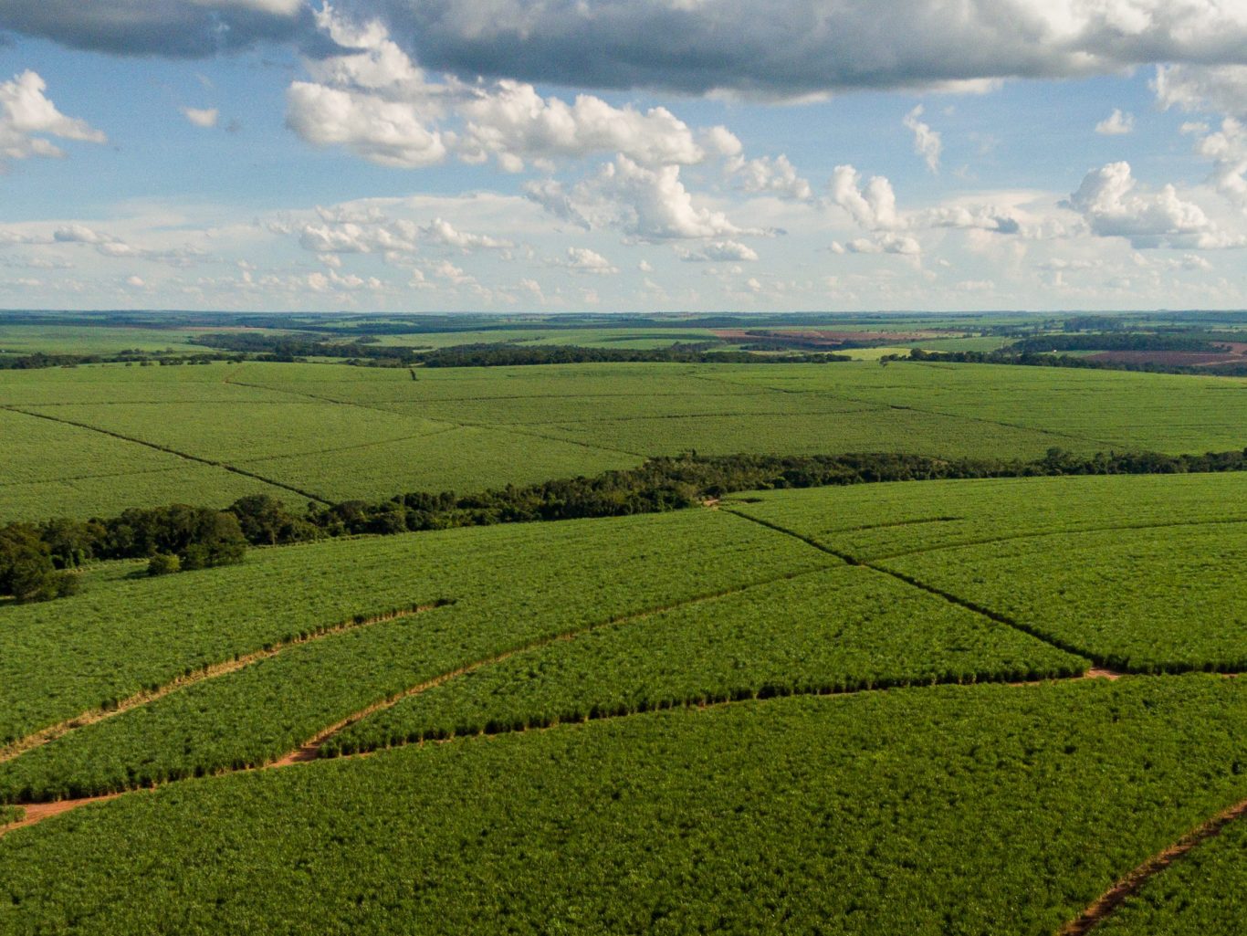 Canavial — biomassa que gera bioenergia